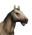 Icon horse buckskin.png