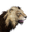 Icon lion.png