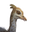 Icon baby Ostrich
