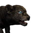 Panther Cub