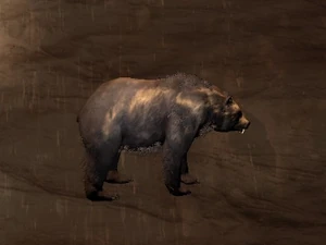 Greater Bear