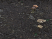 Puffball Mushrooms Jungle