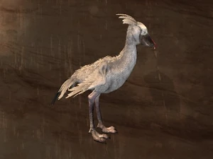 Shoebill