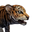 Icon baby Tiger.png