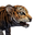 Icon baby Tiger