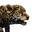 Icon baby Jaguar