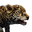 Icon baby Jaguar.png