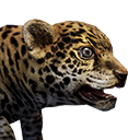 Icon baby Jaguar