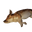 Icon baby boar carcass.png