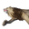 Icon lion carcass.png