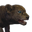 Icon baby Lion.png