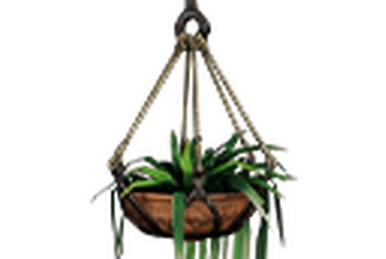 exotic house plants Grower's Choice 6 Premium High Quality Tropical House Plants  Enchanted  Grow