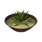 Icon aloe soup