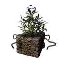 grewia asiatica plant Phalsa Fruit Plant (Grewia asiatica) – veliyathgardens main image 1