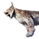 Island Lynx Carcass - Official Conan Exiles Wiki
