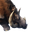 Icon tuskbeast.png
