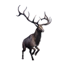Taxidermied Elk