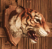 Tiger Head Trophy