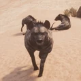 Striped Hyena - Official Conan Exiles Wiki