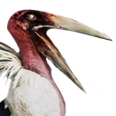 Pelicano de Siptah Enorme