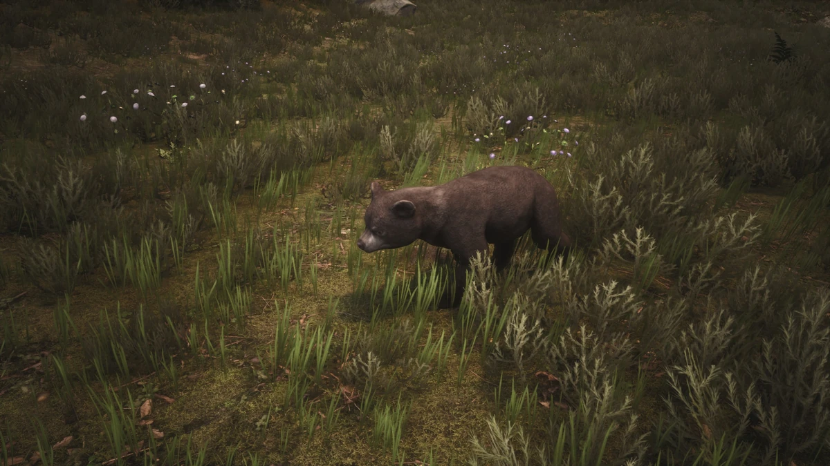Black Bear Cub Official Conan Exiles Wiki