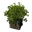Icon PlantPot08