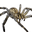 Icon pet Spider Grey.png