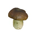 马勃蘑菇