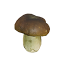 Icon puffer mushroom