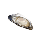 Icon cooked oyster