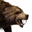 Icon pet Bear Brown.png