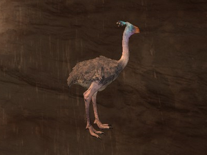 Ostrich