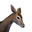 Icon baby Fawn.png