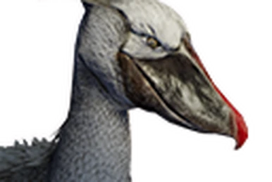 Shoebill (Variant C) - Official Conan Exiles Wiki