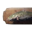 Icon catfish trophy