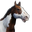 Icon horse spotted.png