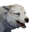 Icon baby WolfWhite.png