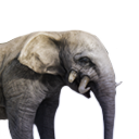 Antediluvian Elephant Calf