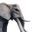 Icon elephant.png