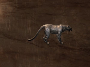 Greater Panther