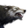 Icon pet Wolf.png