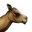 Icon baby camel