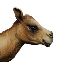 Icon baby camel