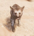 Striped hyena cub - Front