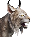 Lince Insular Enorme