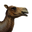 Icon pet Camel.png