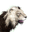 Icon lion albino.png