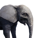 Icon ElephantBaby