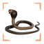 King cobra snake
