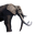 Icon ElephantPet.png